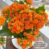 Planta de Vaso Kalanchoe com Grandes Pétalas Duplas e Botões de Flor, Resistente e Fácil de Cuidar o Ano Todo, Planta de Floração Interna, Verde para Mesa