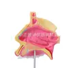 Modelo de Anatomía Nasal, Estructura de la Cavidad Nasal Humana, Materiales Didácticos Artificiales, Equipo Especial de Entrenamiento para Facultades de Medicina, Bienvenido a Consultar en Detalle