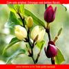 Mudas de Flor Sorridente Dropshipping Envasadas Internas Varanda Pátio Perfumado Chão Mudas Grandes Florescendo em Todas as Estações no Sul