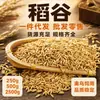 Arroz de Grano Largo de Alta Calidad con Cáscara, Productos Agrícolas Crudos para Pollos, Patos, Gansos, Palomas y Loros, Disponible para Dropshipping, Venta al por Mayor y Venta al por Menor