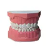 Modelo com 28 Dentes, Modelo Interdental, Modelo de Ensino de Escovação para Jardim de Infância, Modelo de Cavidade Oral, Modelo de Dente para Prática Estética
