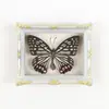 Mariposa Ojo de Esmeralda Azul Mariposa Real Imán para Refrigerador Espécimen Marco de Fotos Terminado Regalo de Gama Alta Pintura Decorativa