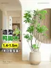 Dropshipping para Remover Formaldeído, Plantas Verdes para Casa Nova, Endro Verde em Vaso, Sala de Estar Interna, Plantas Verdes Grandes, Inauguração de Casa, Mudança e Abertura