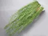 Helecho Colgante Estilo Bosque Techo Pared Verde Planta Decoración Enredadera Tipo Hilo Colgante de Helecho