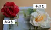 Flor de rosa artificial cabeza de flor boda tela de seda floral DIY arco T mesa decoración fondo flor rizada Rosa