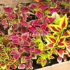180 Variedades de Sementes de Flores Não Repetitivas, Fáceis de Cultivar em Todas as Estações, Podem Afastar Mosquitos, Adequadas para Varandas Internas e Externas, Distribuição Transfronteiriça