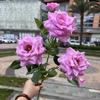 Amarelo 3D sentir simulação flor multi-cabeça sensação rosa rosa rosa casamento macio hotel tiro lote de flores falsas