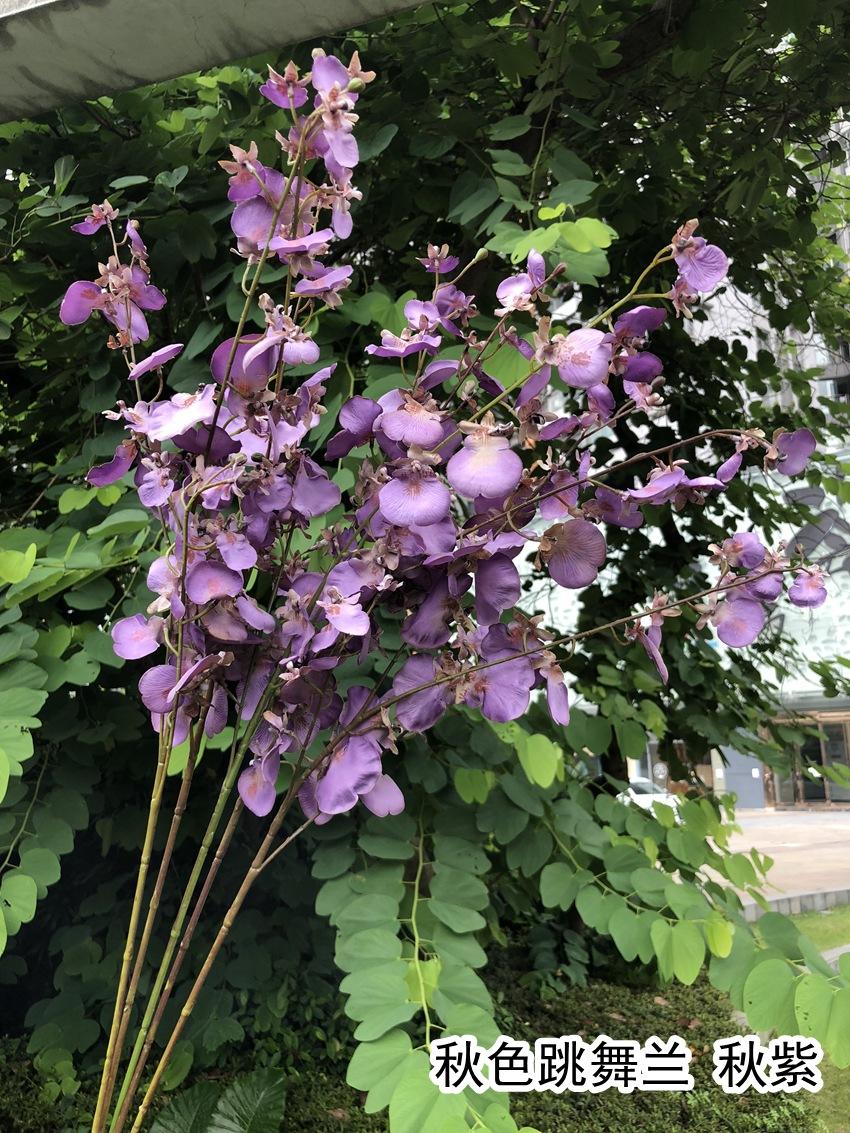 微信图片_20190711164135