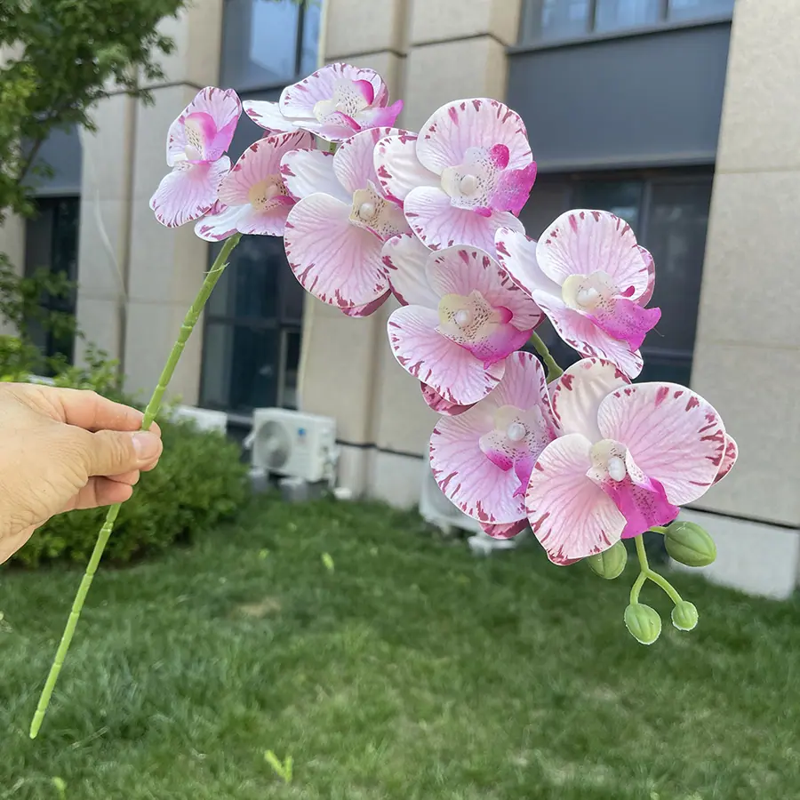 9头短杆3D打印蝴蝶兰-xlmwdx-浅斑紫红.JPG