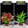 Plantas de Acuario, Decoraciones de Paisajismo con Césped Real, Plantas Aptas para Principiantes, Crisantemo Verde Ciempiés, Plantas de Sombra, Piedra Volcánica, Plantas Verdes Purificadoras de Agua