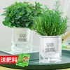 Menta en Maceta Menta Hidropónica Hojas de Menta Fresca Comestible Romero Plantas Repelentes de Mosquitos Plantas de Interior Verdes Florales Hierba Limón