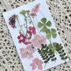 Garrafa de Água Transparente Marcador de Livro com Flores Secas Jardim de Infância Crianças Artesanato Manual Espécime de Planta Presente de Feriado Florista Salão