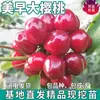 Venta al por menor de plantones de cerezo de maduración temprana para plantar tanto en regiones del norte como del sur, Plantones de cerezo injertados de fruta extragrande enano para cultivo en maceta