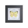 Marco de Vidrio Moderno Sencillo para Espécimenes de Mariposa Sala de Estar Regalo Pintura Decorativa Marco de Espécimen