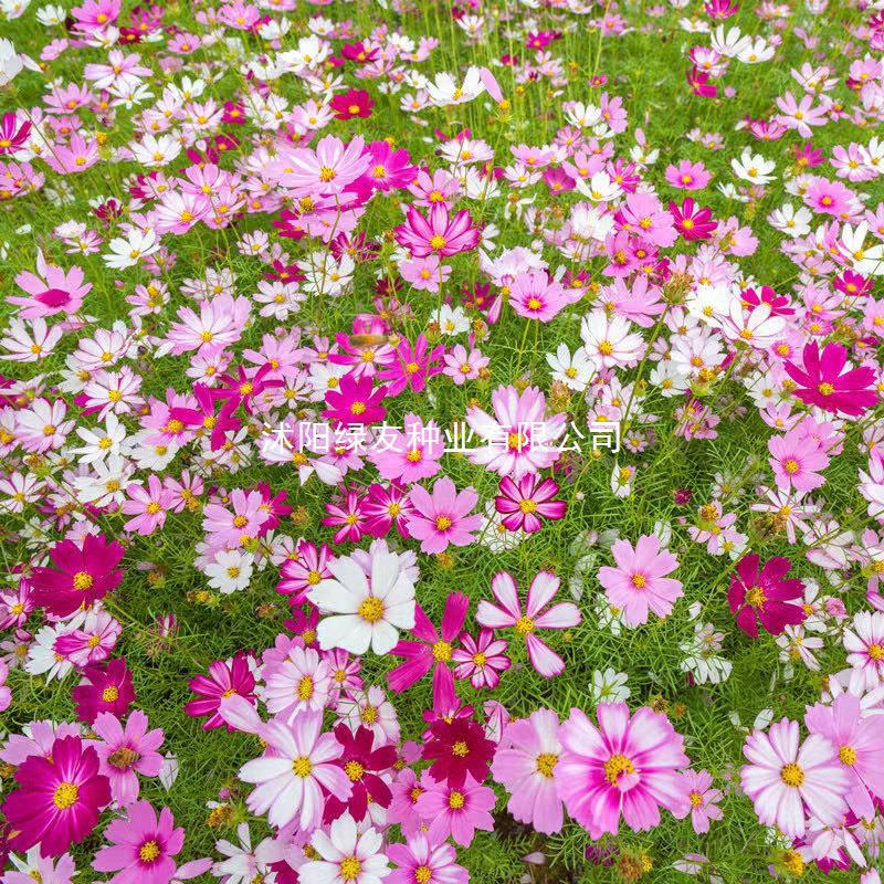 a04638e27c950ed734769484c5a0df