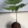Planta de helecho de una sola hoja, helecho de fósforo rojo, planta de helecho de bola de musgo, planta de follaje de interior en maceta que purifica el aire y absorbe formaldehído, bonsái decorativo