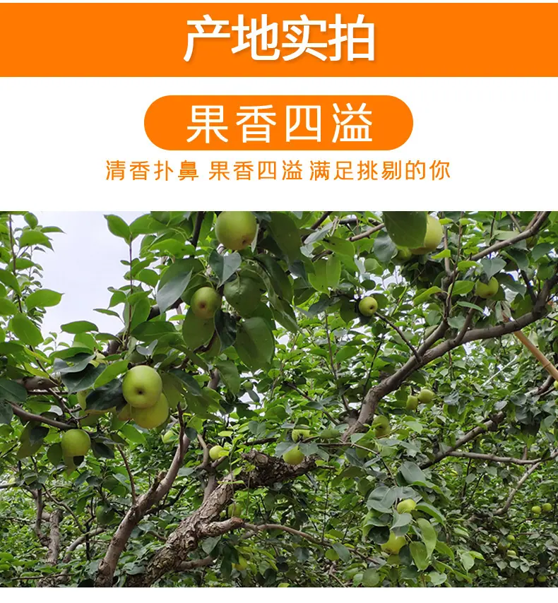 安徽砀山青皮梨 酥脆香甜青梨当季青梨子翠冠梨香酥雪梨新鲜水果详情图7