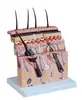 Modelo de estrutura tridimensional da pele estrutura do tecido da pele modelo de molde de ensino de anatomia