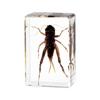Insecto de resina Millennium Bug, 100 unidades, varios escarabajos, arañas y escorpiones, manualidades, adornos para investigación y aprendizaje infantil.