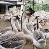 Huevos de Ganso Frescos Más Vendidos, Huevos de Ganso de Granja Criados en Libertad, Huevos de Ganso Criados en Aguas de Río Salvaje, Huevos Grandes y Buenos