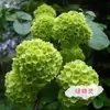 Semillas de Hortensia, Semillas de Flor Endless Summer, Plantas Perennes Resistentes al Frío y al Calor para Macetas de Patio y Balcón para Sembrar en Todas las Estaciones