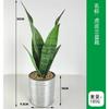 Vaso de Flor de Orquídea Tigre Simulada Estilo Moderno Simples Planta Verde Simulada Planta Bonsai Pequena em Vaso Artificial de Mesa Orquídea Tigre