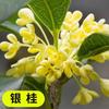 Una pieza de plantones de osmanthus, osmanthus dorado de agosto, osmanthus, patio, casa grande, plantas en maceta resistentes al frío, cuatro