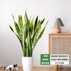Orquídea Tigre com Borda Dourada Planta Verde em Vaso Suculenta Grande para Interior Fácil de Cuidar Todas as Estações Sala de Estar Absorvedora de Formaldeído Planta Grande em Vaso