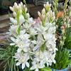 Bulbos de Tuberosa com Pétalas Duplas Florescem no Mesmo Ano, Flores Perenes Fragrantes que Florescem à Noite, Vasos de Flores para Pátio e Varanda
