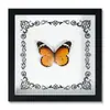 Marco de Fotos con Foto de Espécimen de Mariposa Real Cinturón Verde Mariposa Esmeralda y Fénix Marco de Fotos de Madera DIY Regalo para Enseñar Ciencia y Educación Regalo de Cumpleaños
