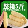 Maíz dulce y glutinoso tamaño pulgar de 5 kg de Yunnan Xishuangbanna, fresco y fragante, adecuado para el desayuno de los niños o como sustituto de comida
