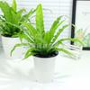 Plantas de Interior em Vaso com Folhas Verdes: Pothos, Menta, Planta Cobra, Árvore do Dinheiro, Jasmim e Outras Combinações de Plantas Verdes
