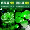 Plantas aquáticas lentilhas d'água, plantas de purificação tradicionais para aquário, esconderijo para tanque de tartaruga, jacinto d'água hidropônico, plantas aquáticas flutuantes para aquário