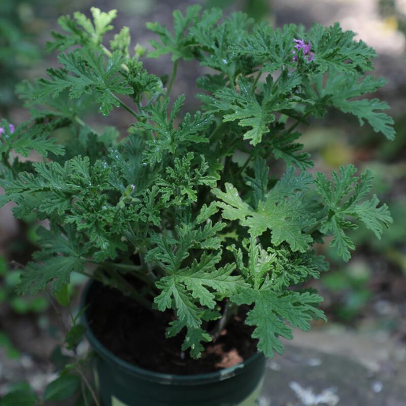 QQ图片20210808214114