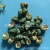 Artesanías de Caracolas Naturales Vendidas por Libra para Acuarios, Fotografía, Educación de Estudiantes y Niños, Minería y Uso Marino