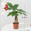 Árbol de la Riqueza Trenzado Planta de Interior en Maceta Tierra para Flores Bonsái Pequeño Cultivado Planta Verde para Sala de Estar Oficina Planta Pequeña en Maceta de Cerámica