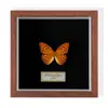 Especimen de Mariposa Real Colgante de Madera Estilo Nórdico Simple Moderno Regalo de Cumpleaños Marco de Fotos de Madera Simple