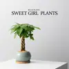 [Plantas Verdes da Fornalha Ge] Árvore da Fortuna Wufu em Vaso Plantas de Interior Mesa de Escritório Bonsai Plantas Verdes São Fáceis de Manter