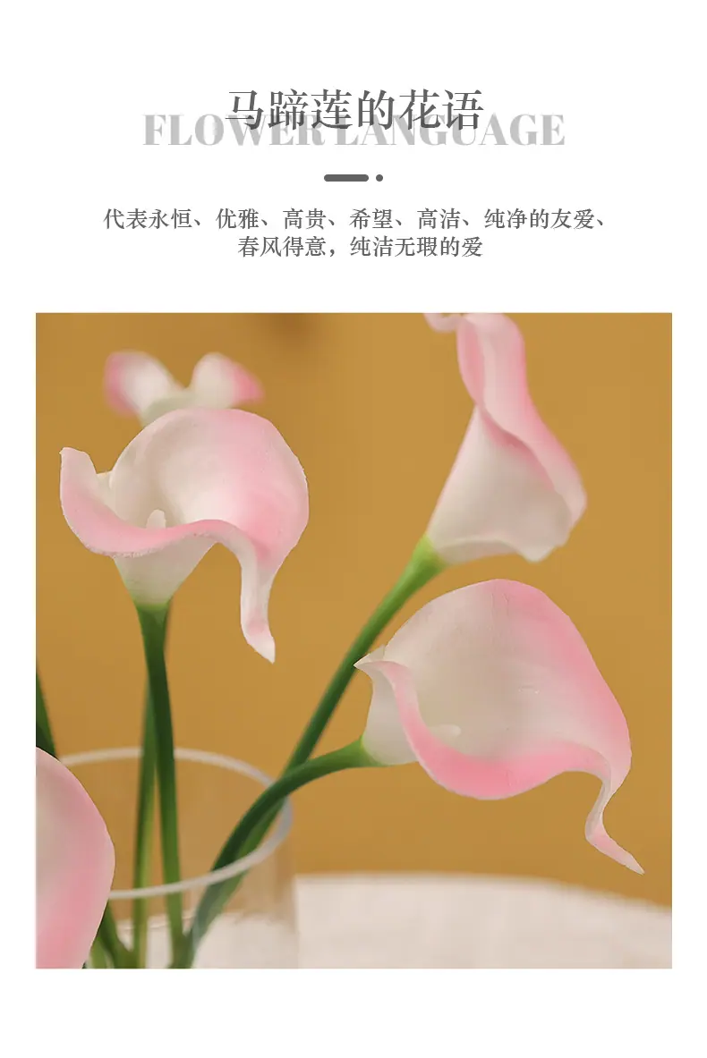 8头迷你马蹄莲_02.jpg