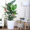Interior de la Sala de Estar Muestra Aves del Paraíso Verdes en Maceta, Plantas y Arreglos Florales, Strelitzia Reginae