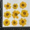 Flor de Crisantemo Ojo de Serpiente Seca Pétalos Prensados Maquillaje Pegatinas de Crisantemo Dorado Kit de Manualidades DIY de Flores Prensadas Espécimen de Planta Flores Reales