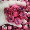 Pegamento Hecho a Mano Flores Naturales, Aretes de Flores Inmortales, Accesorios para Collares, Flores Secas, Materiales Hechos a Mano, Accesorios para Joyería, Nuevo