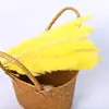 Buquê de Flores Secas de Junco Pequeno de Yunnan Colorido Tingido Materiais Florais DIY Enfeites de Decoração para Casa Cruzamento Fronteiriço Amazon Europa e América