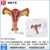 Modelo de Útero Feminino Zhenghe Estrutura Anatômica dos Órgãos Reprodutivos Internos Humano Ensino Patologia Ovariana Uso em Hospital Escola