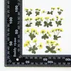 Copos de Nieve, Flores Prensadas, Flores Secas, Espécimenes de Plantas, Hojas, Pegatinas Hechas a Mano, Materiales para Marcapáginas DIY de Resina