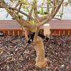 Stock Listo de Correas de Amarre para Árboles para Paisajismo, Correas de Fijación a Prueba de Viento para Árboles Recién Plantados, Correas de Amarre Espesadas de Plástico para Tocones de Árboles