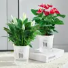Planta Flor de Antúrio em Vaso Flor de Interior Antúrio Hidropônico Planta Verde Planta em Vaso Fácil de Cultivar para Iniciantes com Flores Enviadas