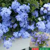 Planta Verde en Maceta Copo de Nieve Azul Plántulas Grandes Plántulas de Flor con Capullos de Flor Planta de Floración Multitemporada Planta Trepadora con Forma de Piruleta de Tallo Viejo para Uso en Interiores y Exteriores