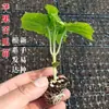 Mudas de Abóbora Branca de Alto Rendimento, Sementes de Melão de São Caetano, Mudas de Melão de São Caetano da Primavera, Mudas de Verduras Verdes, Mudas de Melão de Inverno de Polpa Grande