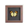 Conjunto de Presente com Espécimes de Borboletas Reais para Mulheres, Decoração 3D, Presente para Amigos, Material Didático, Porta-Retrato Simples